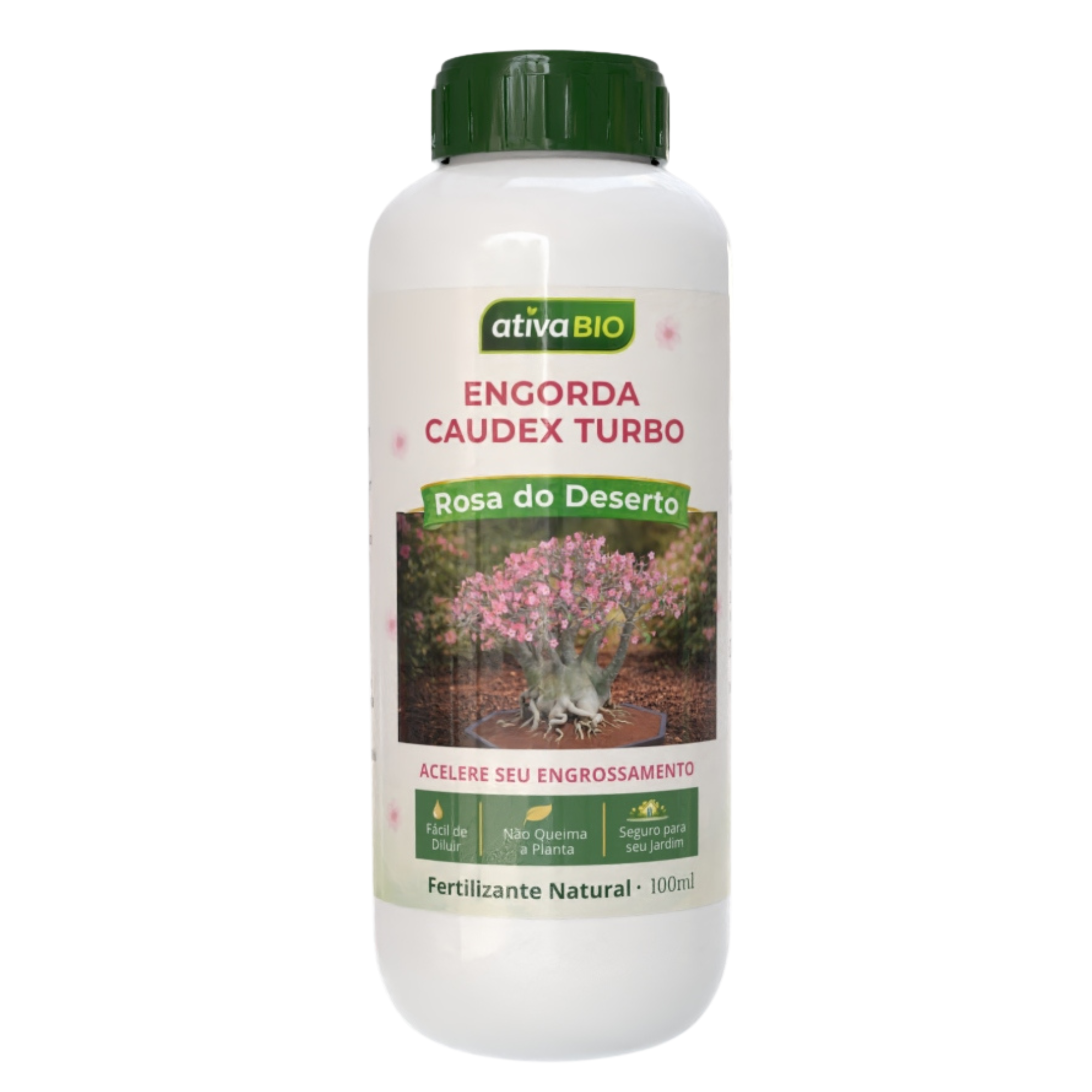 Rosa do Deserto: Engorda Caudex Turbo