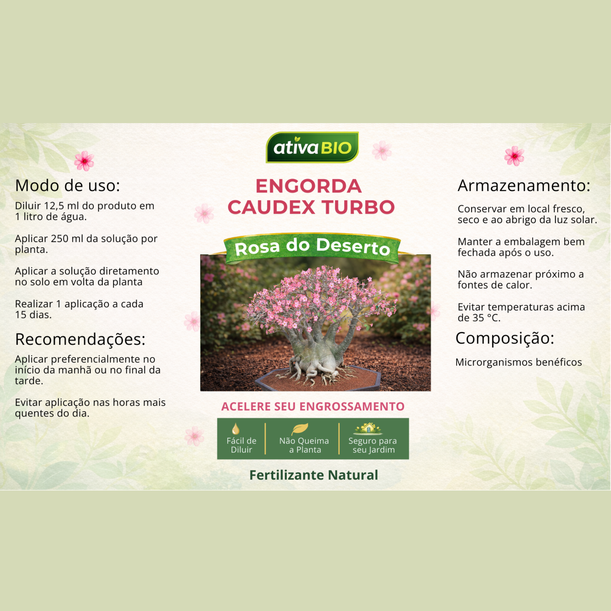 Rosa do Deserto: Engorda  Caudex Turbo