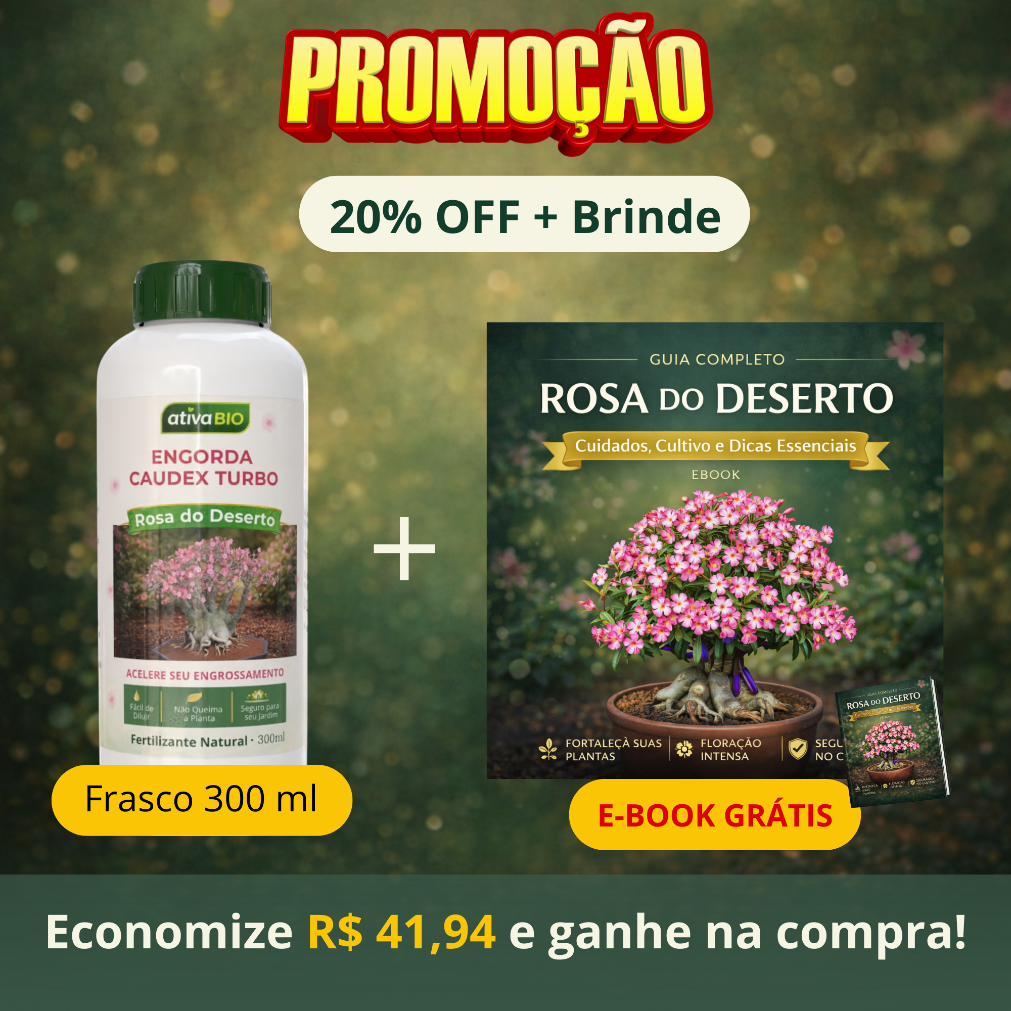 Rosa do Deserto: Engorda  Caudex Turbo