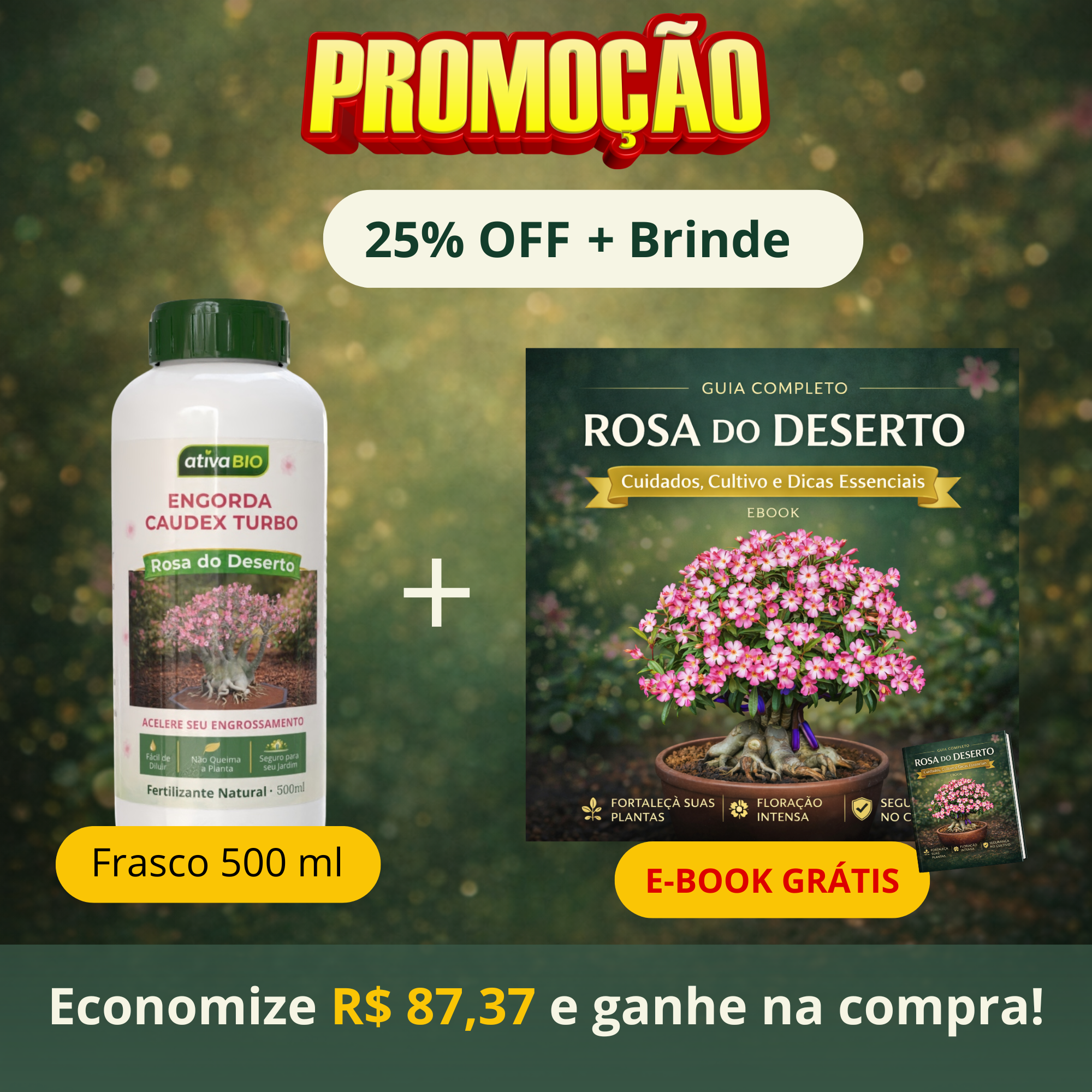 Rosa do Deserto: Engorda  Caudex Turbo